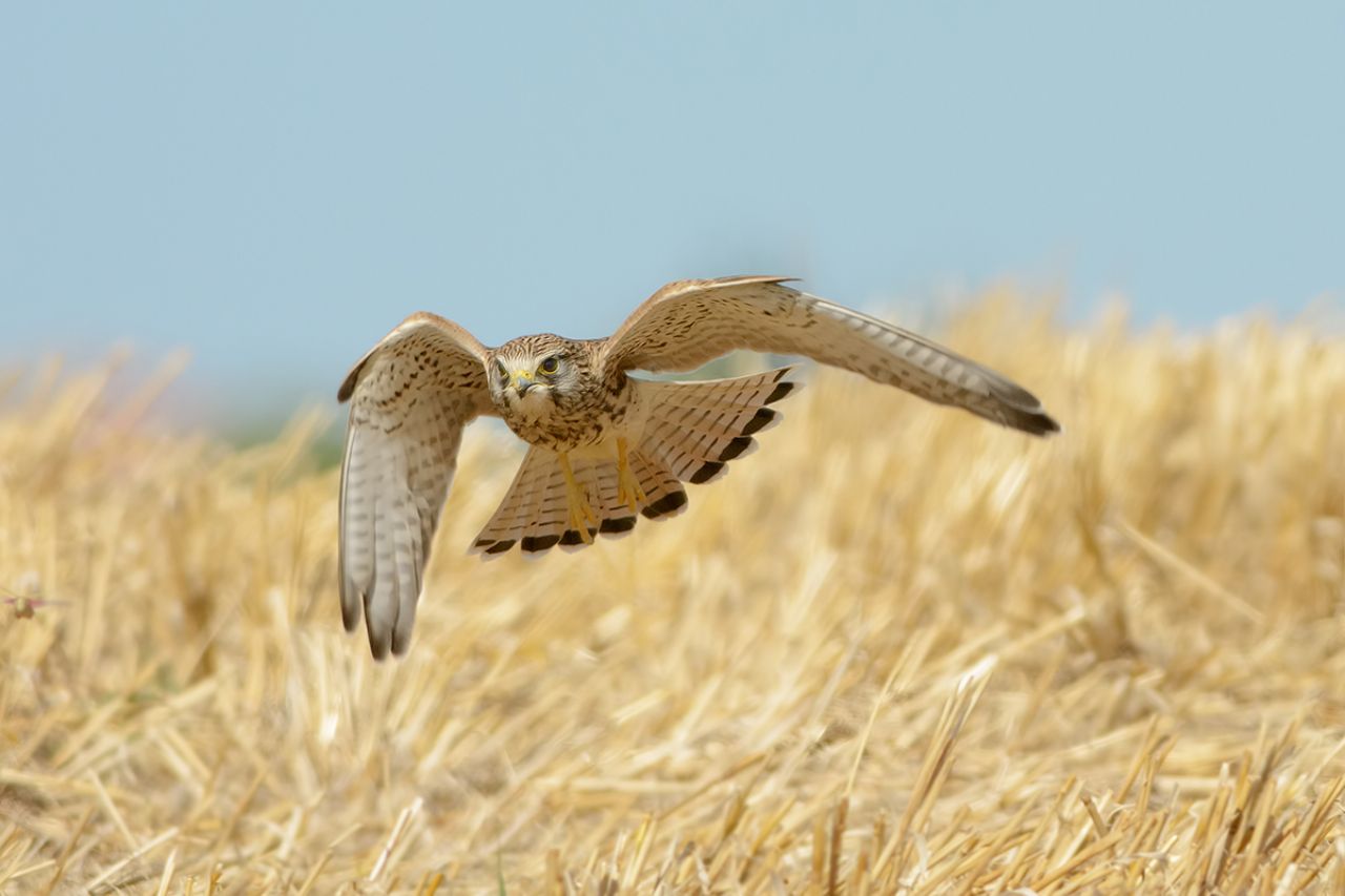 Gheppio (Falco tinnunculus)